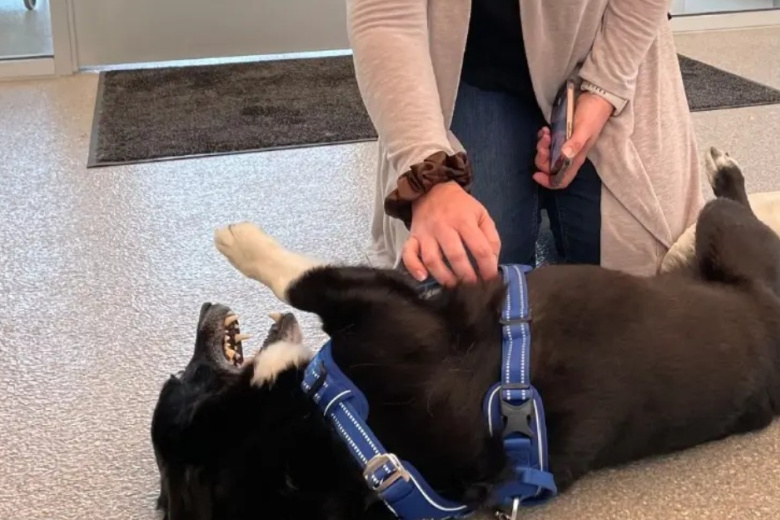 Sobaka Sbezhala Vo Vremja Shtorma I Okazalas V 3 Tys Km Ot Doma Db92104