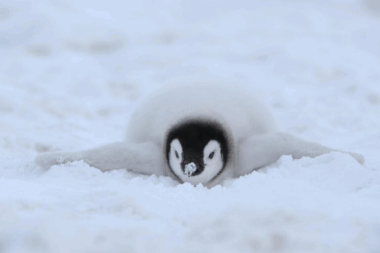 V Amerikanskom Zooparke Dlja Pingvinov Ustroili Prazdnichnoe Shou 4fa1a05