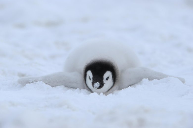 V Amerikanskom Zooparke Dlja Pingvinov Ustroili Prazdnichnoe Shou 4fa1a05