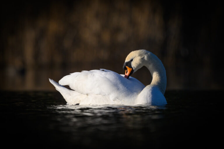 V Kalifornii Razreshat Kruglogodichnyj Otstrel Lebedej Odnogo Vida C577d33