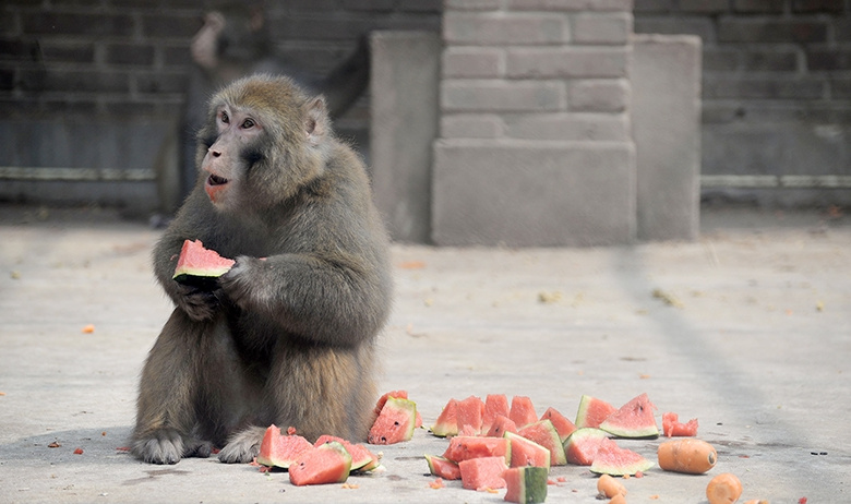 Poslednjuju Propavshuju Zarazhennuju Obezjanu Nashli V Missisipi Ab17df5