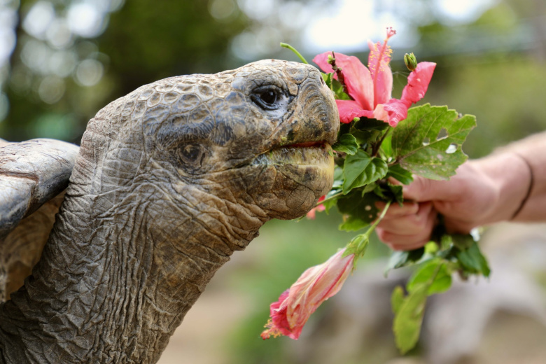 Skonchalas Perezhivshaja Dve Mirovye Vojny Cherepaha Babulja 026e10d