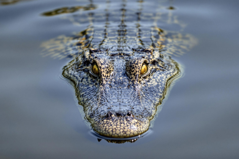 Zhenshhina Podstrelila Ogromnogo Alligatora I Reshila Sdelat Iz Nego Kovrik 6c5f41e