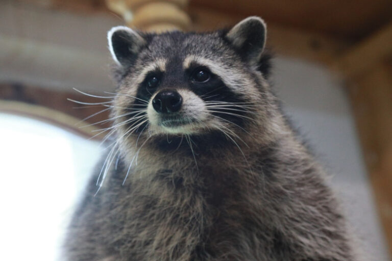 Dikij Enot Probralsja V Alkomarket Ustroil Debosh I Usnul 9d1b5f3