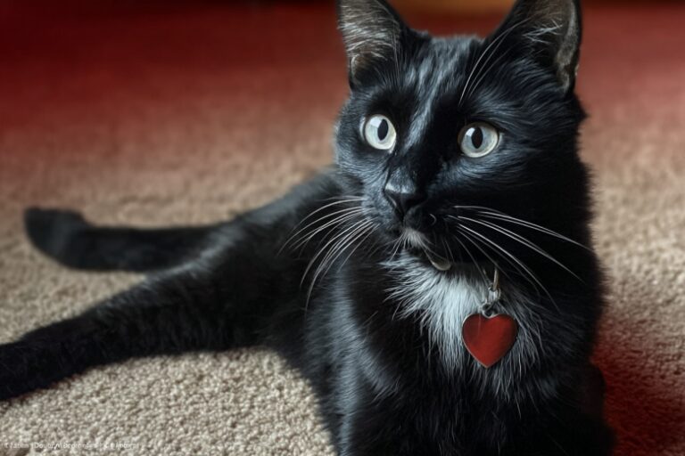 Poterjavshijsja Kot Pjat Mesjacev Vyzhival V Dikoj Prirode B2bf7f9