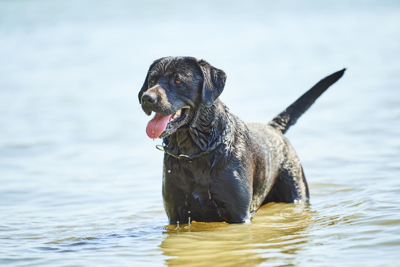 Sbezhavshuju Ot Hozjaev Sobaku Nashli Drejfujushhej V Okeane 87871fc