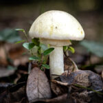 Chetvero chelovek seli strannye griby i ne vyzhili ef731dd