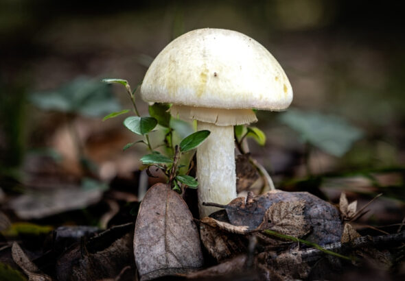 Chetvero chelovek seli strannye griby i ne vyzhili ef731dd