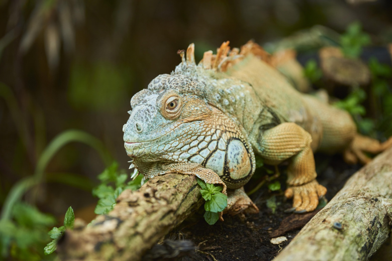 V Ssha Proshel Iguanopad 32bcae7